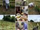 La Masera, la tua cantina di vini del territorio sulle splendide colline di Piverone FOTO