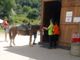 Scopello: Tanti bambini per il battesimo del cavallo al centro ippico