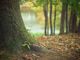 Lozzolo: Il 21 novembre si celebra la Giornata nazionale degli alberi
