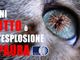Botti di Capodanno: il decalogo di OIPA per proteggere gli animali