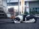 In Piemonte arriva il testo unico sul benessere animale: via la catena e lotta al randagismo.