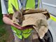 Cucciolo di capriolo  tratto in salvo nei boschi di Portula FOTO