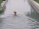 Salvataggio di un capriolo dal canale Depretis