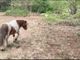 Cavallino di Serravalle: Eleonora Guida a fianco della famiglia