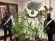 Coltivava piante di marijuana in casa. Arrestato 27enne di Ronsecco