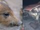 Cinghiale spunta all’improvviso in strada e l’auto lo centra in pieno, serata da paura per un 50enne (foto di repertorio)