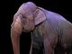 Borgosesia vieta gli spettacoli con utilizzo di animali
