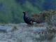 Nelle Aree Protette della Valsesia cresce l’attenzione sui galliformi alpini: segnali incoraggianti per coturnice e fagiano di monte