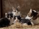 Festa Internazionale del gatto, storia e origini: come fare la differenza?