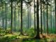 Foreste: cinque video prodotti dalle Regione per parlare della loro importanza