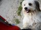 Borgosesia: Dogsitter per malati di covid, progetto operativo