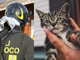 Crevacuore, Gatto cade da balcone e finisce in tubo acqua piovana: Salvato dai Vigili del Fuoco