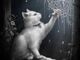 I gatti nell'antico Egitto erano divinità
