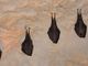 Le grotte del Fenera chiuderanno per un periodo per tutelare i pipistrelli.