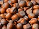 Nocciola, Cia Piemonte: &quot;Siccità e prezzi bassi mettono ko la produzione&quot;