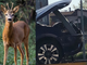 Che spavento a Portula, con l'auto si scontra con coppia di caprioli (foto di repertorio)
