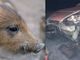 Cinghiale si scontra con auto a Crevacuore, serata da brividi per un biellese alla guida (foto di repertorio)