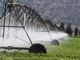 30 milioni per strutture irrigue, agricole e di bonifica: aperto il bando per gli investimenti in Piemonte.