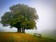Il 21 novembre è la giornata dell'albero