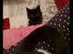 Tu videomaker e il tuo animale diventa una star: Agata, un piccolo batuffolo nero che gioca con la coda della sua compagna Milly VIDEO