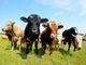 Ritorna l’iconica Fiera del bestiame: la tradizione agricola e pastorale di Doccio.