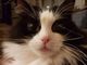 Miao! Oggi in Italia è la Giornata nazionale del gatto