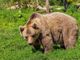 Il lupo e l'orso, via alla raccolta di storie e detti popolari