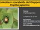 Lozzolo: posizionamento di 3000 trappole per la Popilia Japonica