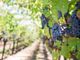 Coronavirus, Coldiretti Piemonte: &quot;Perdite stimate dal 60% al 70% per il vino made in Piemonte&quot;