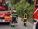 Ondata di maltempo a Valdilana, pali inclinati e piante sulle strade: Vigili del Fuoco in azione nella notte