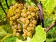 Emergenza fitosanitaria, tavolo regionale sulla flavescenza dorata della vite: prosegue la ricerca”.