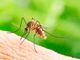 Le raccomandazioni di Asl Novara contro il virus West Nile