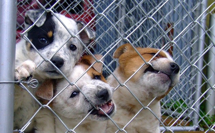 Biella, salvati 32 cani maltrattati: denunciato un cinquantenne per allevamento abusivo, foto archivio