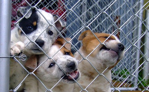 Biella, salvati 32 cani maltrattati: denunciato un cinquantenne per allevamento abusivo, foto archivio Biella, salvati 32 cani maltrattati: denunciato un cinquantenne per allevamento abusivo, foto archivio