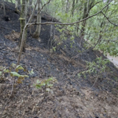Dal nord ovest: Denunciato volontario Aib del cuneese, è ritenuto responsabile di nove incendi boschivi dolosi appiccati tra Monregalese e Valle Pesio