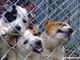Biella, salvati 32 cani maltrattati: denunciato un cinquantenne per allevamento abusivo, foto archivio Biella, salvati 32 cani maltrattati: denunciato un cinquantenne per allevamento abusivo, foto archivio