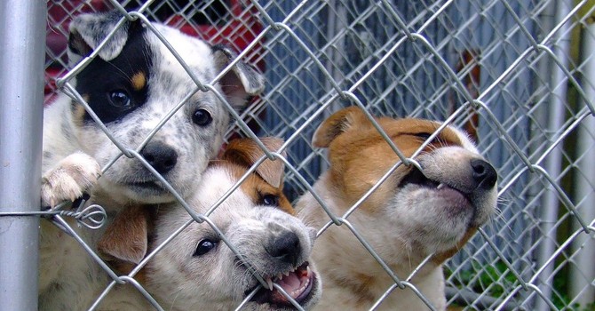 Biella, salvati 32 cani maltrattati: denunciato un cinquantenne per allevamento abusivo, foto archivio