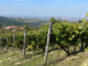 Vendemmia 2025: qualità in crescita tra DOC e DOCG piemontesi Vendemmia 2025: qualità in crescita tra DOC e DOCG piemontesi