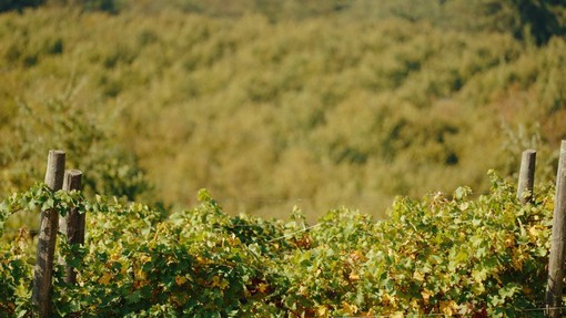 Filiera corta in Piemonte: cooperazione, filiere e un territorio da raccontare