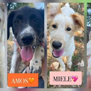 Biella, quattro cuccioli cercano casa: l'appello di Scodinzolando con Flo ETS