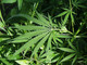 Varallo: Coltivava marijuana in casa, denunciato 43enne