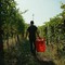Dalle vigne al calice: la filiera corta di Cantina Clavesana Dalle vigne al calice: la filiera corta di Cantina Clavesana