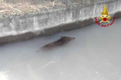 Dal Nord-ovest, Moncrivello, cinghiale finisce in un canale: intervengono i Vigili del Fuoco