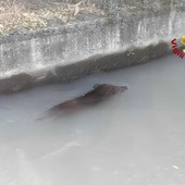 Dal Nord-ovest, Moncrivello, cinghiale finisce in un canale: intervengono i Vigili del Fuoco Dal Nord-ovest, Moncrivello, cinghiale finisce in un canale: intervengono i Vigili del Fuoco