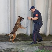Unità cinofila nelle scuole e nei parchi di Vercelli: prevenzione antidroga tra i giovani