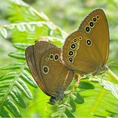 Aree protette della Valsesia, nuovi dati su farfalle e coleotteri: tre specie al centro dei monitoraggi Aree protette della Valsesia, nuovi dati su farfalle e coleotteri: tre specie al centro dei monitoraggi