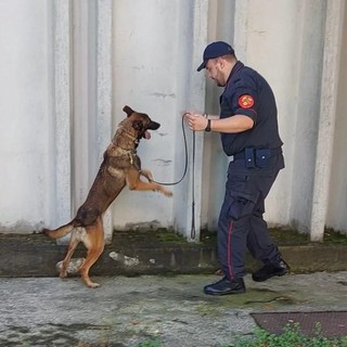 Unità cinofila nelle scuole e nei parchi di Vercelli: prevenzione antidroga tra i giovani