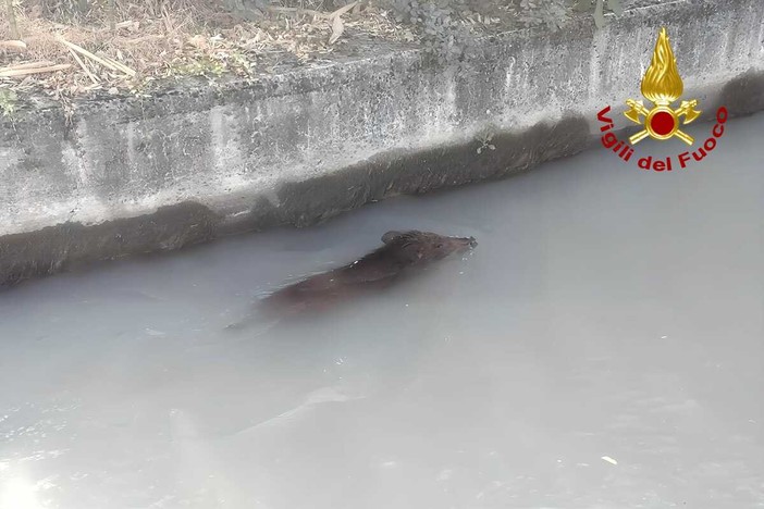 Dal Nord-ovest, Moncrivello, cinghiale finisce in un canale: intervengono i Vigili del Fuoco