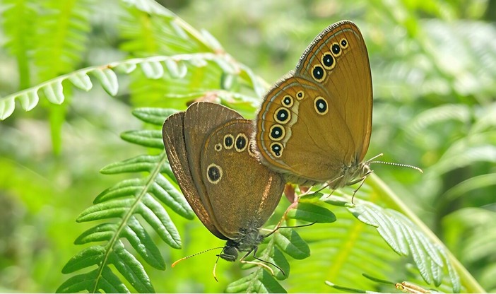Aree protette della Valsesia, nuovi dati su farfalle e coleotteri: tre specie al centro dei monitoraggi Aree protette della Valsesia, nuovi dati su farfalle e coleotteri: tre specie al centro dei monitoraggi