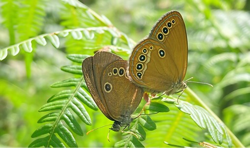 Aree protette della Valsesia, nuovi dati su farfalle e coleotteri: tre specie al centro dei monitoraggi Aree protette della Valsesia, nuovi dati su farfalle e coleotteri: tre specie al centro dei monitoraggi